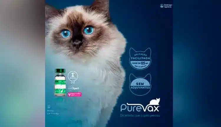 Boehringer Ingelheim lança linha Purevax® e inova na vacinação felina no Brasil
