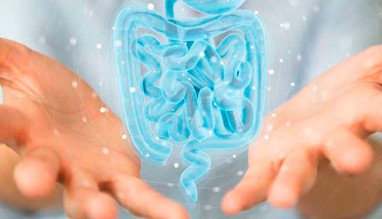 Síndrome do intestino irritável (SII/IBS) em cães e gatos