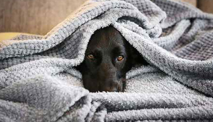 Alerta de inverno: sinais silenciosos podem indicar que seu cão está doente
