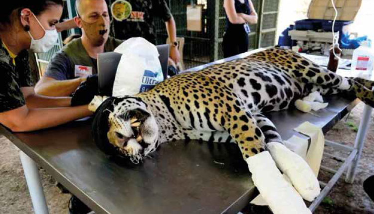 Terapias com ozônio e células-tronco são regulamentadas para tratamento de animais