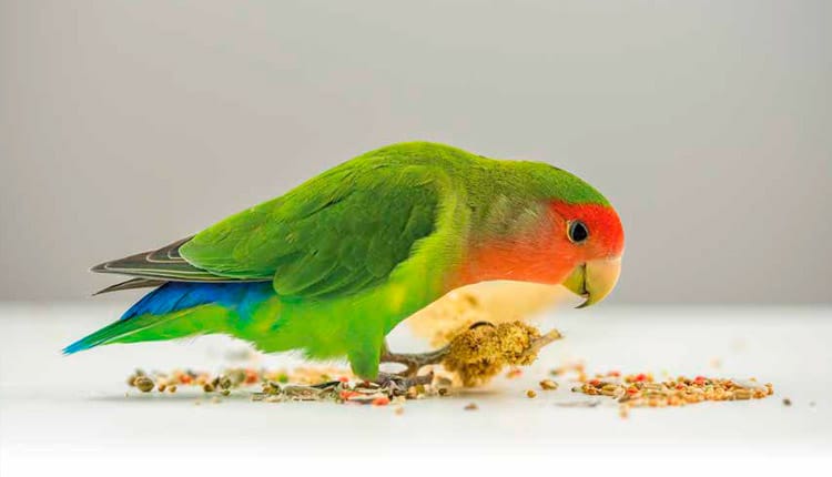 A importância da variedade de nutrientes e da suplementação