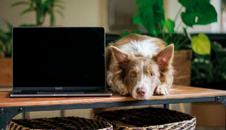A tecnologia a serviço do mercado pet