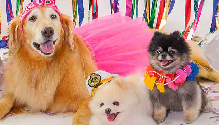 Folia boa para pet