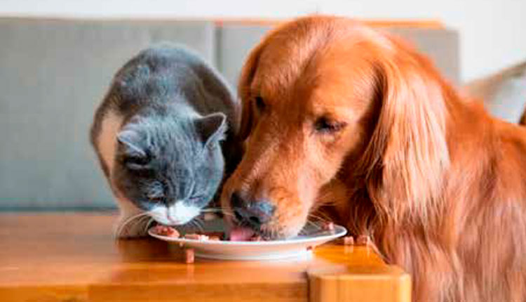 Alimentação natural para pets: por que ela não vem do prato do tutor