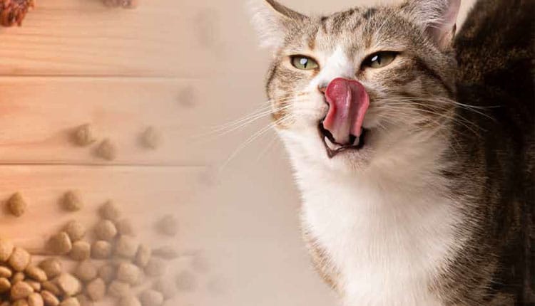 Em 2023, alimentação foi o item que lider ou as despesas com os animais de companhia