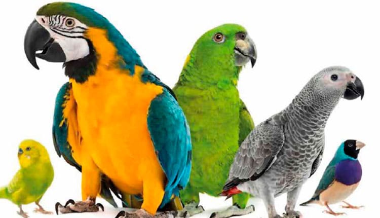 EMPREENDEDORISMO E AVES ORNAMENTAIS