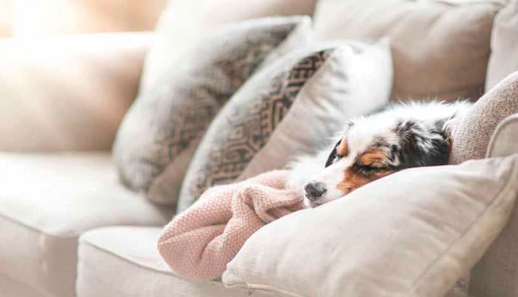 CACHORRO NO FRIO: O que fazer? O que diz a Ciência?