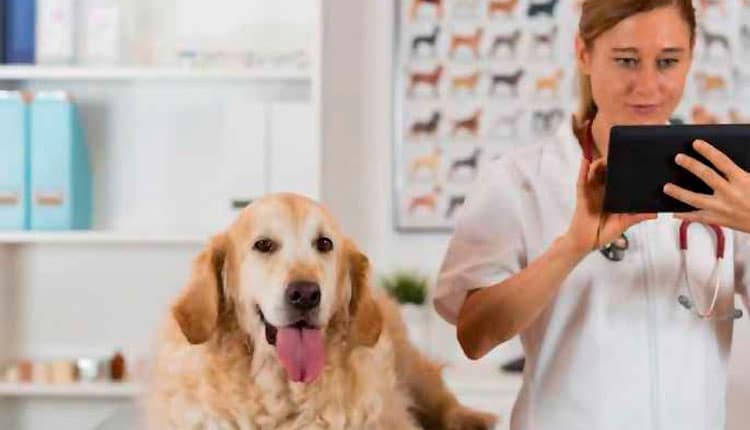 Os caminhos para pet techs com soluções<br>B2C: veja 5 dicas para começar