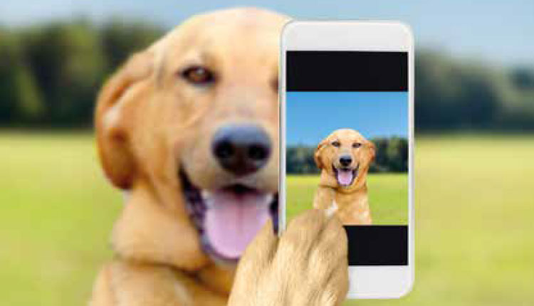 Pet influencers Brasil é o 2º país que mais busca perfis de animais