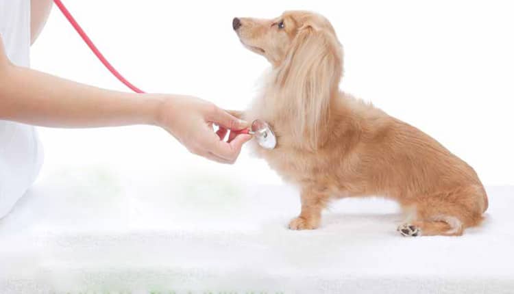 Cardiologia Veterinária evolui e se destaca como especialidade