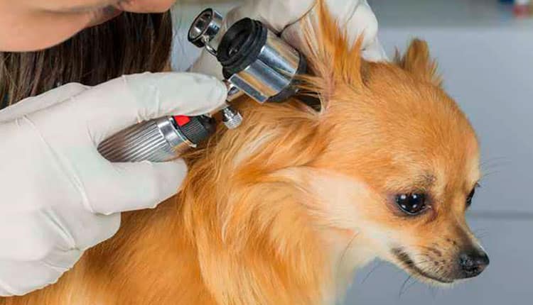 Otite canina: 5 sintomas e sinais mais comuns