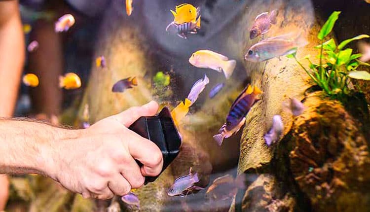 Cuidados Essenciais com peixes ornamentais durante o frio