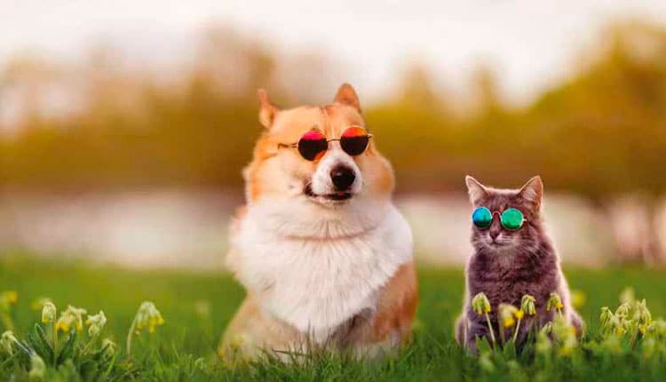 Como cuidar dos pets emdias de calor intenso