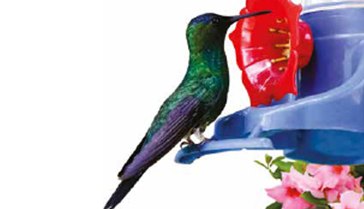 Beija-Flores - Alimentação de filhotes e adultos