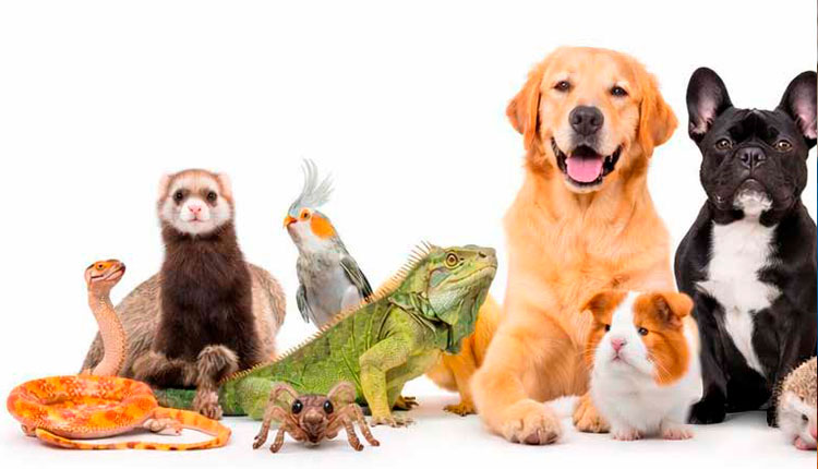 Mercado Pet - Além de cães e gatos o novo mapa do mercado pet inclui coelhos, roedores e outros animais de companhia