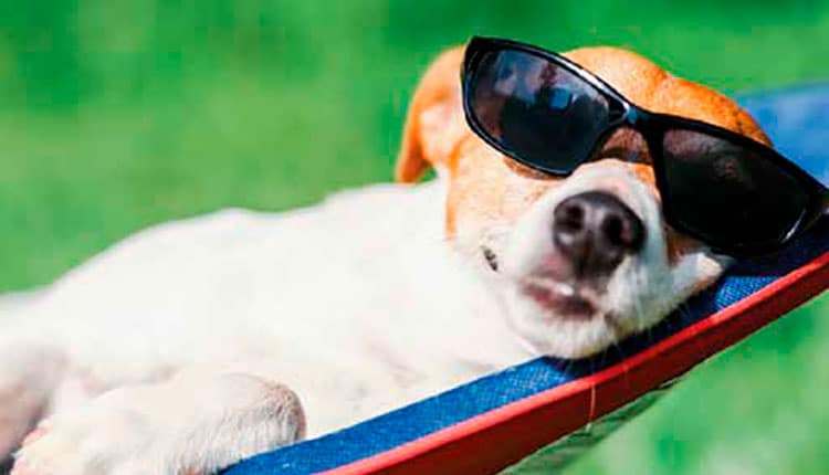 Calor aumenta o surgimento de problemas de pele em pets