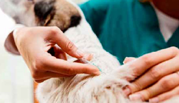Vacinação antes do frio ajuda a proteger cães e gatos contra gripe