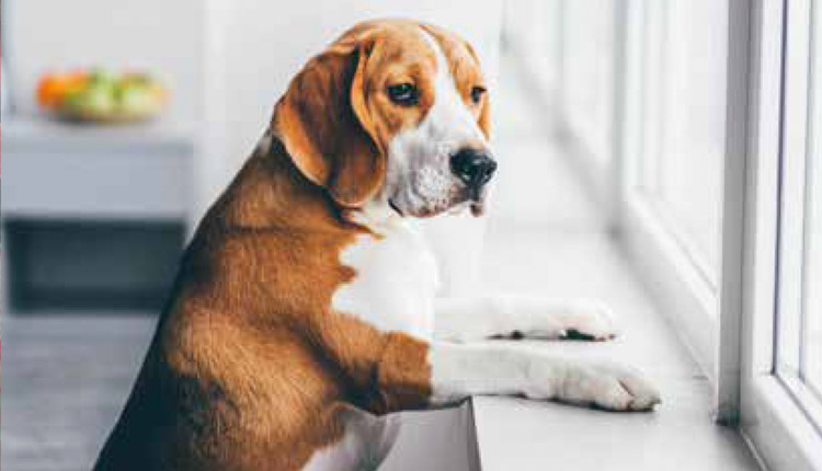 Saúde mental dos pets