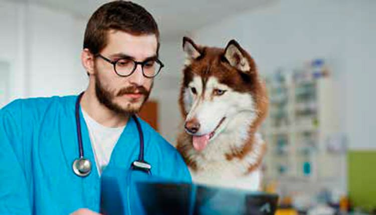 O mercado de trabalho na Radiologia Veterinária