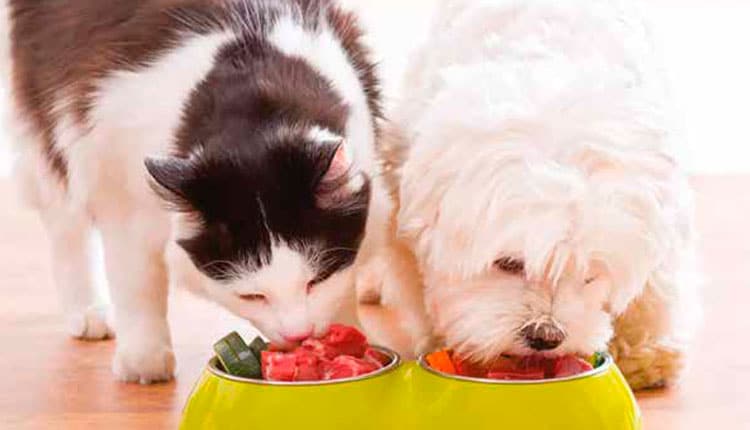 Alta carga tributária impacta alimentação pet e é o grande desafio das empresas