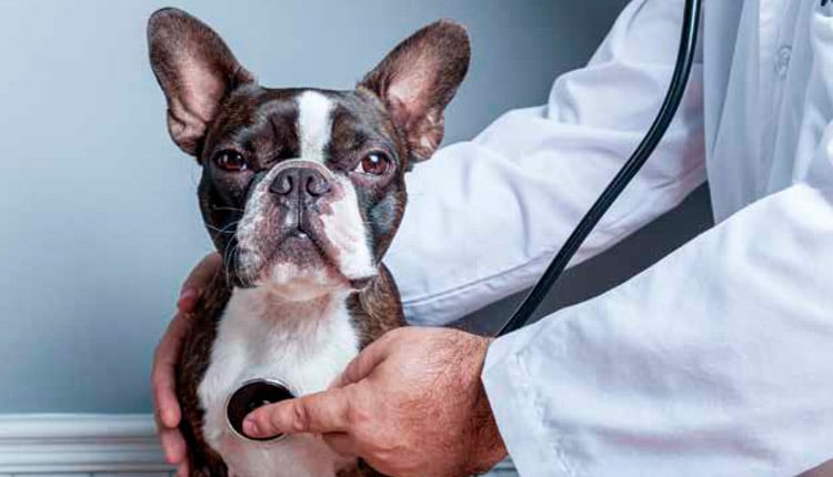 Inflamação e câncer em pequenos animais