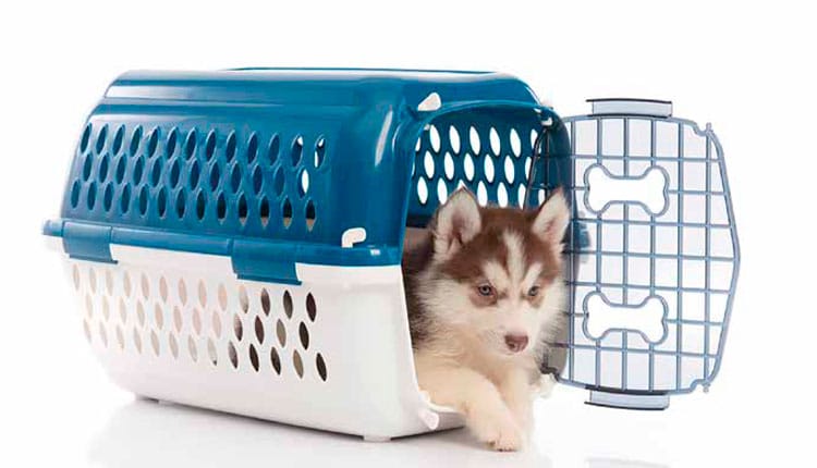 Férias de verão e os cuidados necessários para viajar com o pet