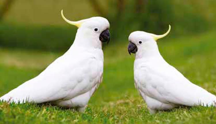 Aves de companhia ganham espaço