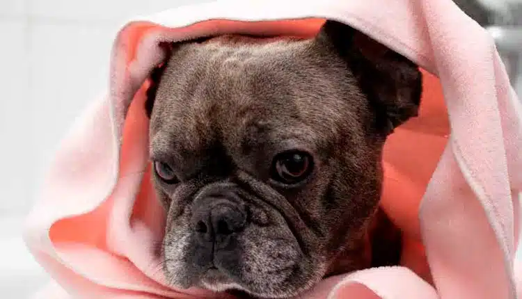 Groomers - A profissão que une tecnica, paixão e oportunidades