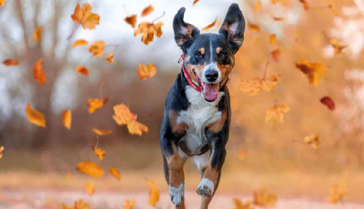 Os cuidados corretos com os pets no Outono