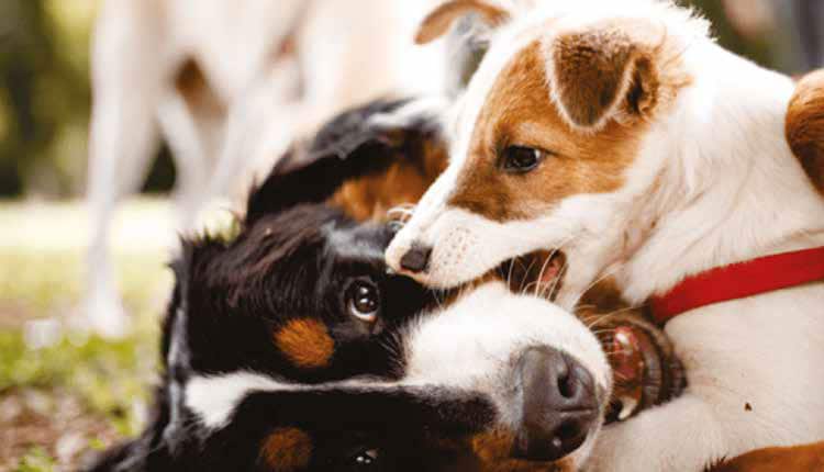Como lidar com a adolescência dos cães?