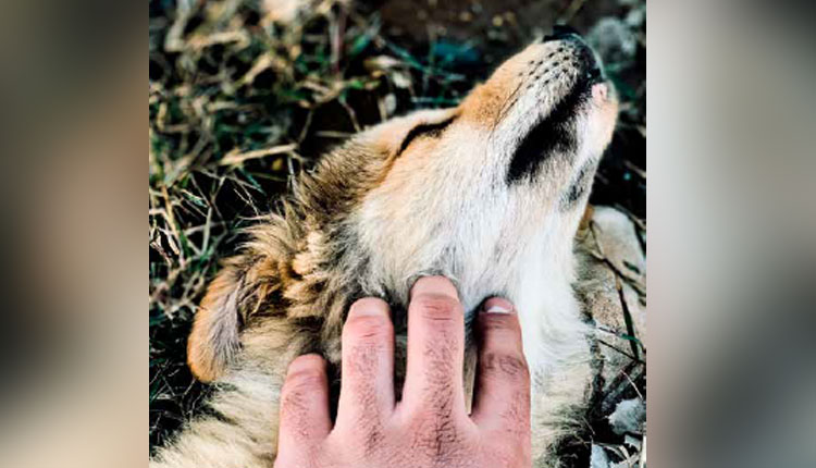 Coceira, queda de pelo e alergias: dieta ideal ajuda a prevenir problemas em pets