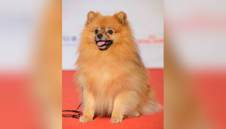 Spitz Alemão