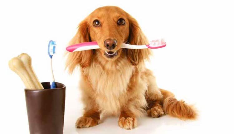Como garantir a saúde bucal do pet, com dicas práticas e inovadoras