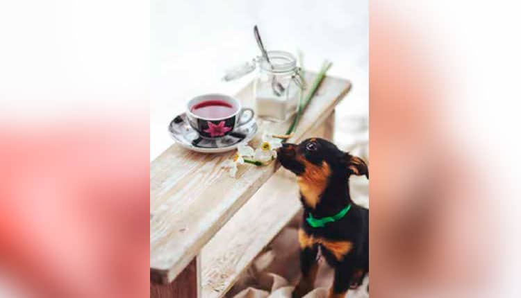 Aromaterapia também é indicada para animais domésticos