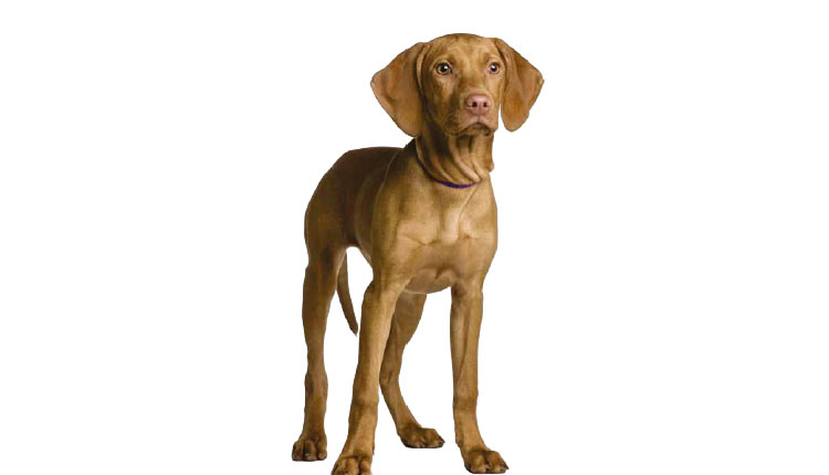 Vizsla Húngaro