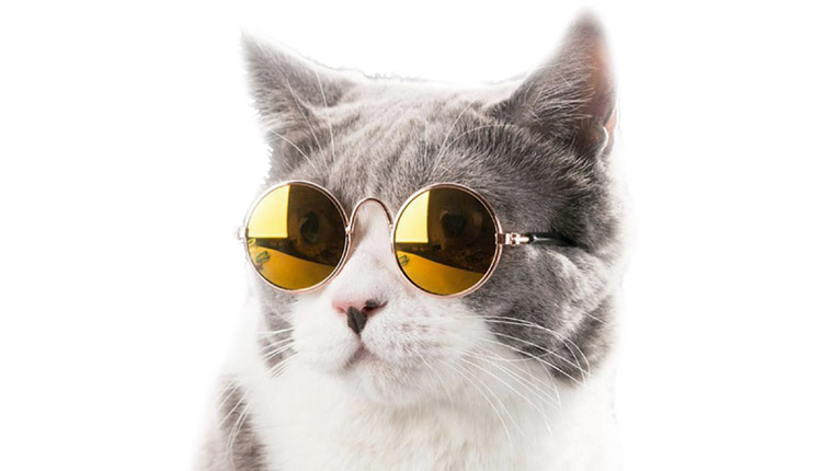 Verão - Cuidados com cães e gatos devem ser redobrados