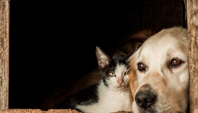 Longevidade Pet: A nova era do cuidado preventivo