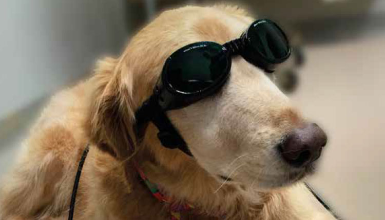 O uso do laser na Fisiatria Veterinária
