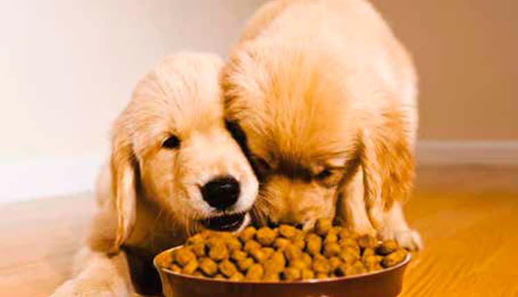 Sindirações divulga o balanço 2023 do setor de alimentação animal