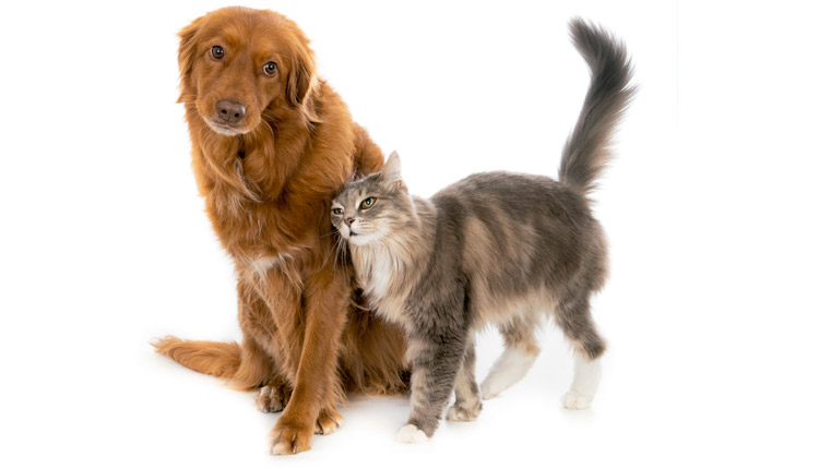 Busca por pets para apartamento dispara 133% durante a pandemia