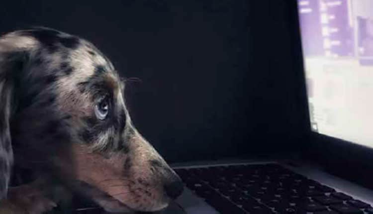 Automação de marketing pode fazer diferença na transformação digital do mercado PET