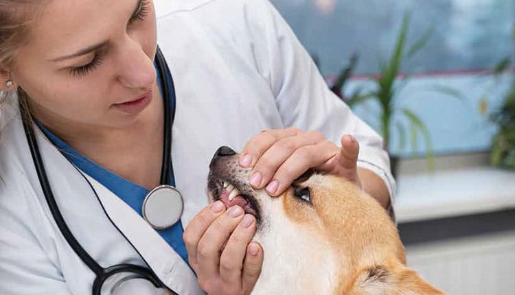 O Mercado Veterinário em Ascensão - avanços e tendências em 2023