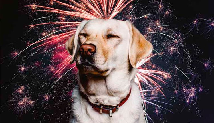 Chegou dezembro e o momento de treinar os pets para a queima de fogos da virada do ano