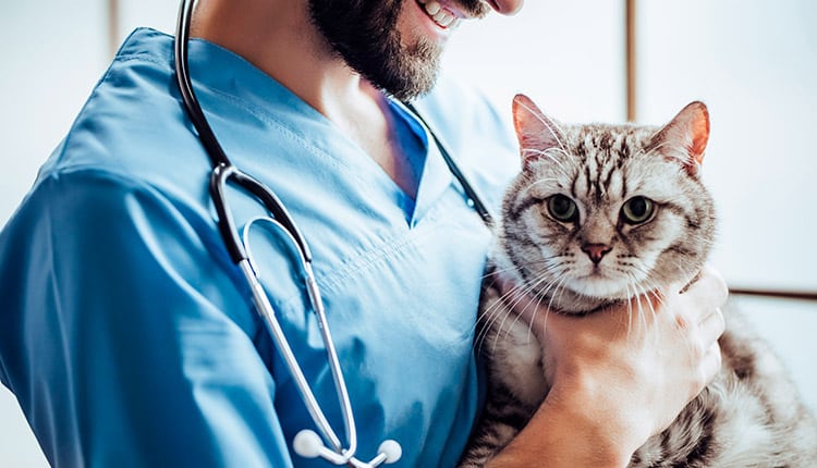 Levantamento conclui que falta valorização da profissão de médico-veterinário, no Brasil