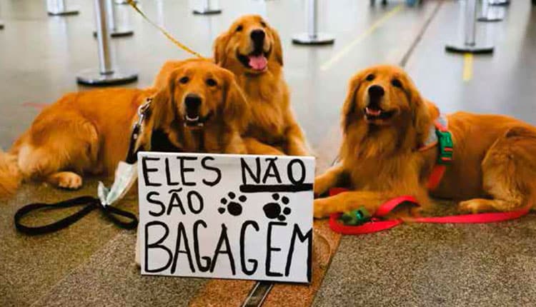 O Trágico Caso de Joca: Justiça pelos Pets e a Segurança no Transporte Aéreo