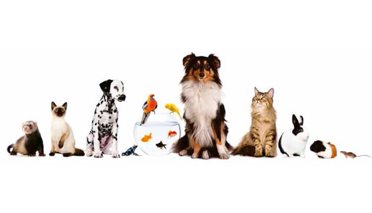 Os motivos do crescimento de animais domésticos, no Brasil