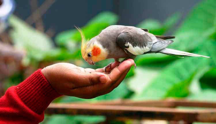Aves de Estimação: Ciência, Cuidado e Encantamento nas Casas Brasileiras