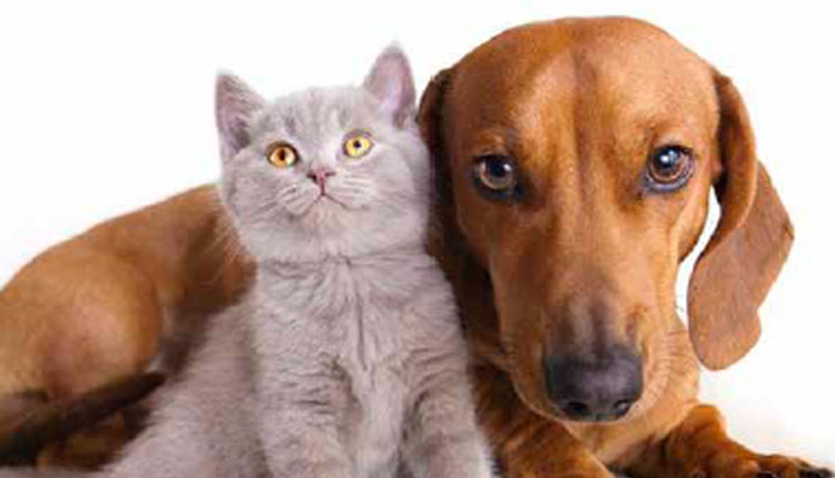 Tendências do mercado pet para 2022