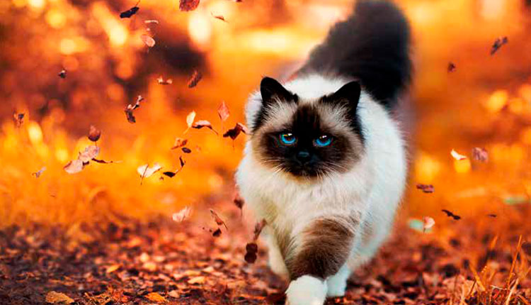Subdiagnóstico torna doenças articulares ainda mais desafiadoras para os gatos