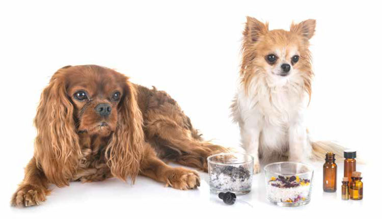 Terapias alternativas ganham força na Medicina Veterinária